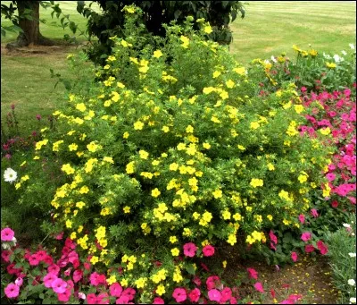 Ce végétal est un...