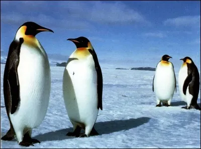 Les manchots empereurs vivent en Arctique, dans l'hémisphère nord.