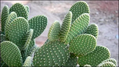 Comment s'appelle ceci en anglais ?