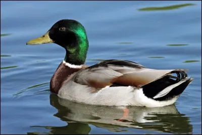 Comment s'appelle ceci en anglais ?