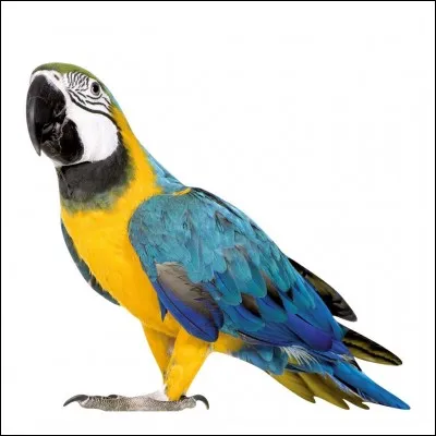 Quelle est la particularité du perroquet que doivent rechercher les trois jeunes détectives, Hannibal, Peter et Bob dans ce roman d'Alfred Hitchcock ?