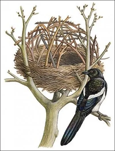 Que signifie l'expression "trouver la pie au nid" ?