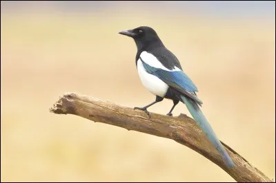 Traditionnellement, une pie est une personne qui...