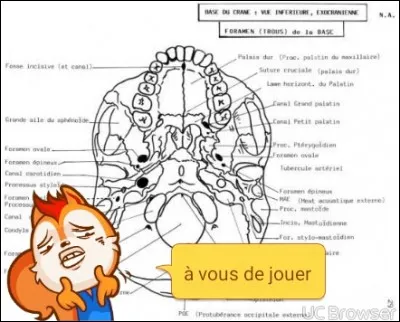 Quels sont les os constituant le toit buccal ?