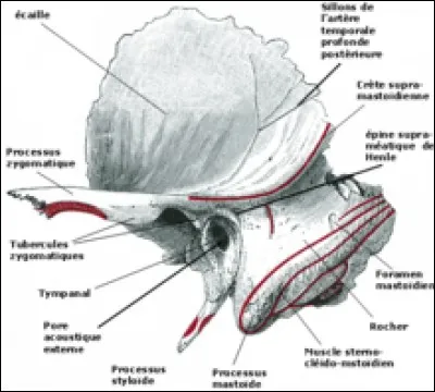 Sur quel os de la tête observe-t-on le processus styloïde ?