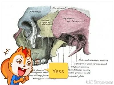 Sur lequel des os suivants observe-t-on la crête infra-temporale ?