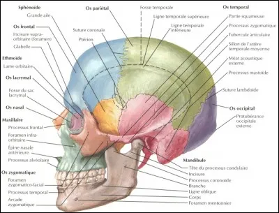 Lequel des os suivants du neurocrâne s'articule avec tous les os du neurocrâne ?