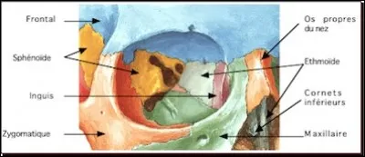 Lequel des os suivants constitue le toit de l'orbite ?