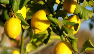 Comment s'appelle ceci en espagnol ?