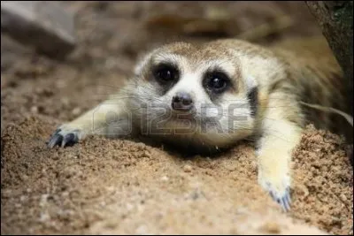 Quel est ce petit carnivore qui vit dans les dunes des régions désertiques ?
