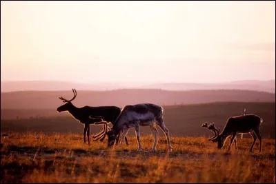 Qu'est-ce qui se trouve "doublé de mensonges" ?