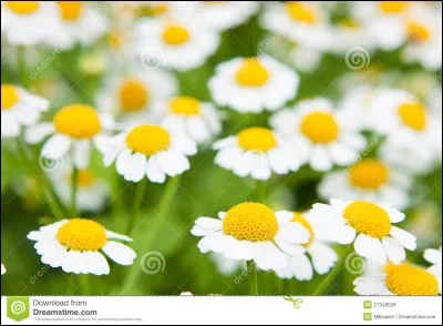 Comment s'appelle ceci en espagnol ?