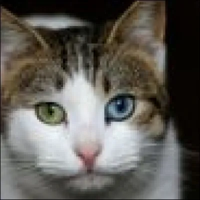 Quelle est la race de ce chat ?