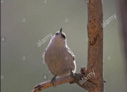 Quiz Les oiseaux 1