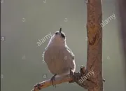 Quiz Les oiseaux 1