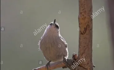 Quiz Oiseaux