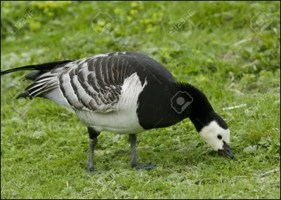 Quel est le nom de cet oiseau ?