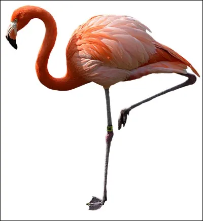 Quelle est la longévité d'un flamant rose ?
