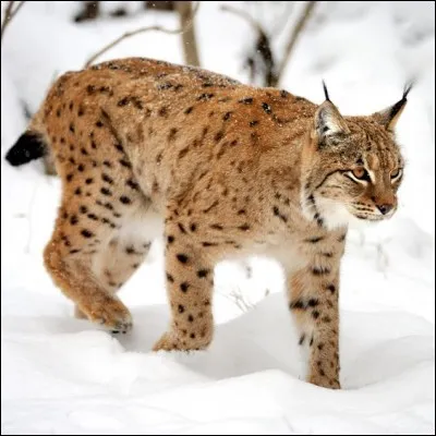 Quel est ce félin ?