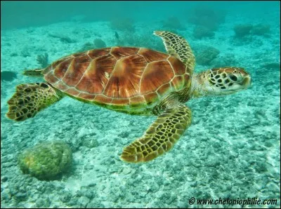 Comment dit-on "une tortue" en allemand ?