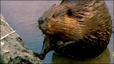 Comment s'appelle ceci en anglais ?