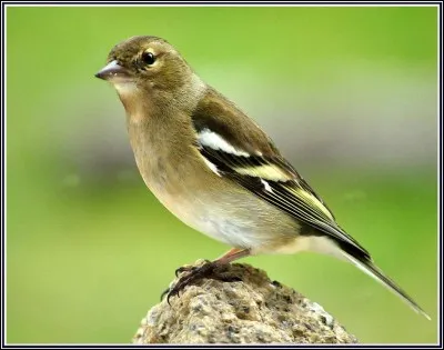 Quel est le nom de celui-ci ?