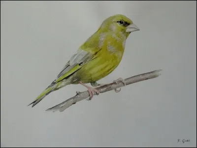 Quel est le nom de celui-ci ?