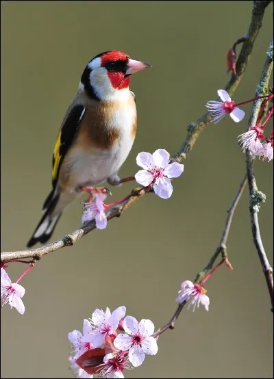 Quel est le nom de cet oiseau ?