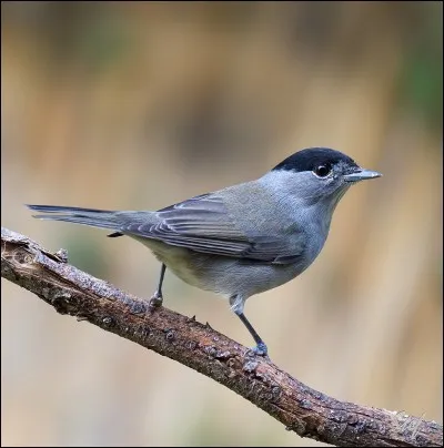 Quel est le nom de ce dernier oiseau ?