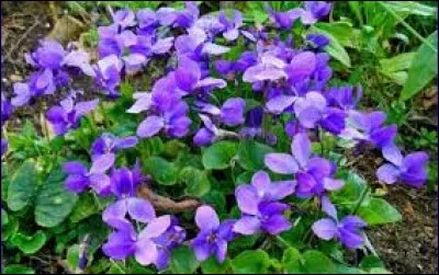 On peut faire des infusions de violettes...