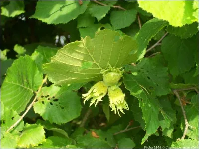 Quel est cet arbre ?
