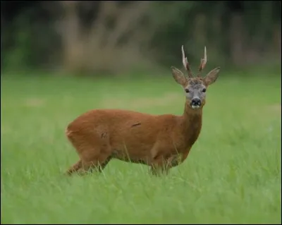 Le chevreuil nage très bien :