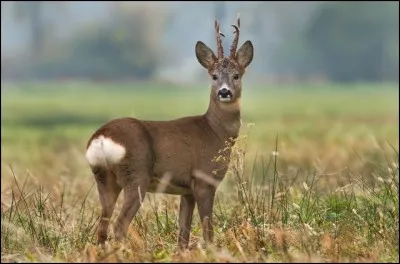 Le chevreuil aboie :