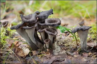 Les Trompettes de mort sont des champignons :