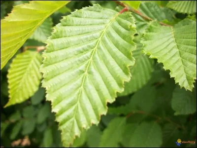 À quel arbre appartiennent ces feuilles ?