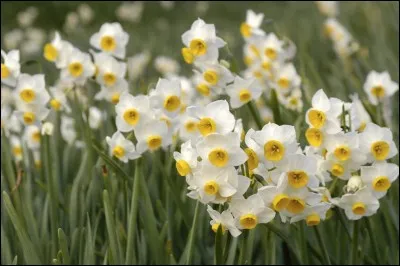 Est-il exact que le narcisse soit toxique ?