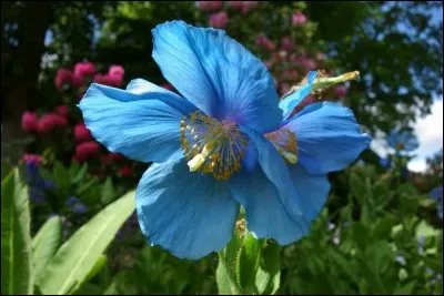 Quel est le nom de ce pavot bleu ?