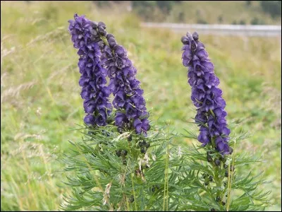 Quelle est cette fleur toxique ?