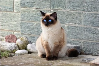 Que penses-tu du chat domestique ?