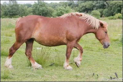 Comment se nomme cette allure ?