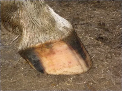 Comment se nomme cette partie du cheval ?