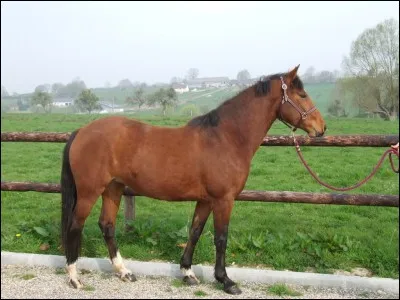 Quelle est cette robe (couleur) de cheval ?