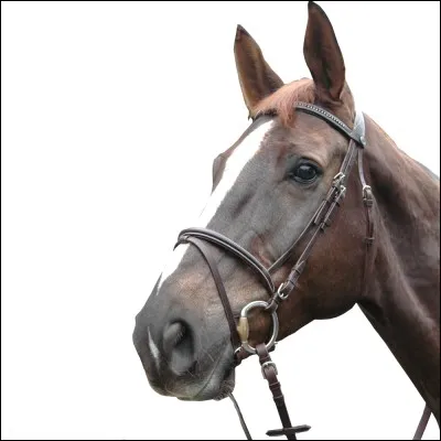 Comment se nomme ceci ?