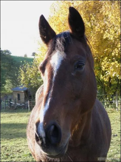 Comment se nomme cette marque blanche ?