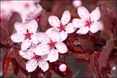 Les symboles préfectoraux sont la fleur de cerisier, le Ginkgo biloba et la mouette rieuse.