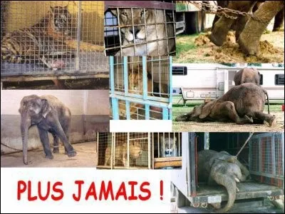 "Le jour où l'on comprendra qu'une pensée sans langage existe chez les animaux, nous mourrons de honte de les avoir enfermés dans des zoos et de les avoir humiliés par nos rires".