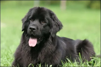 "La reconnaissance est une maladie du chien non transmissible à l'homme".
