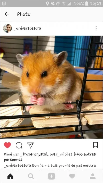 Quels sont ses animaux de compagnie ?