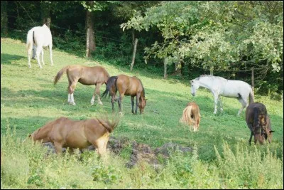 Combien existe-t-il de races de chevaux ?