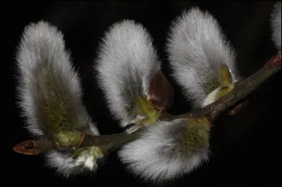 Sur quel arbre poussent ces chatons ?
